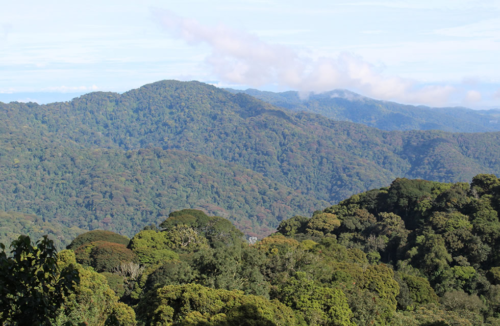 Nyungwe Forest